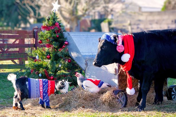 Kráva, slepice a koza ve vánočních oděvech u vánočního stromečku v ohradě