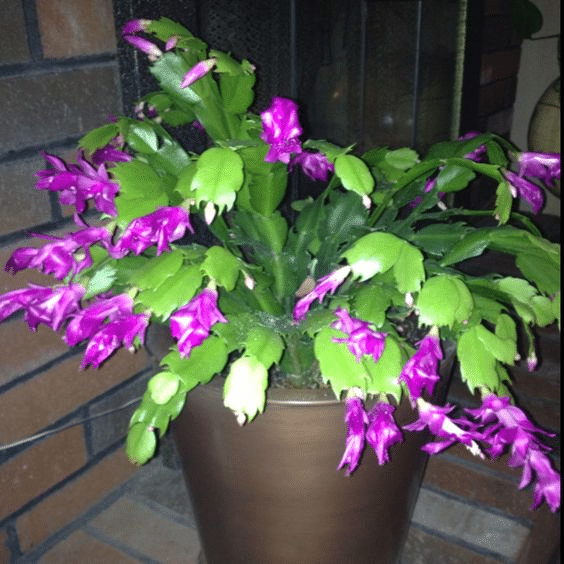 Návod jak pěstovat fialový vánoční kaktus.