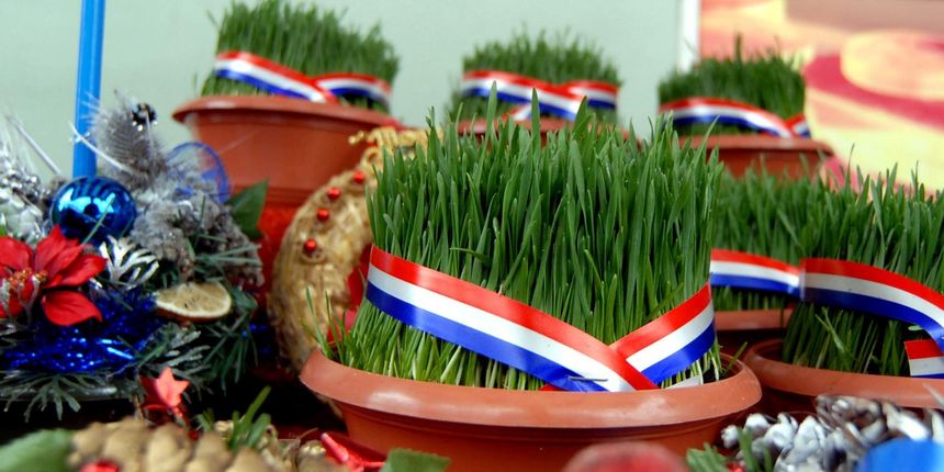 Zelené obilí v květináči ovázané stuhou v chorvatských národních barvách