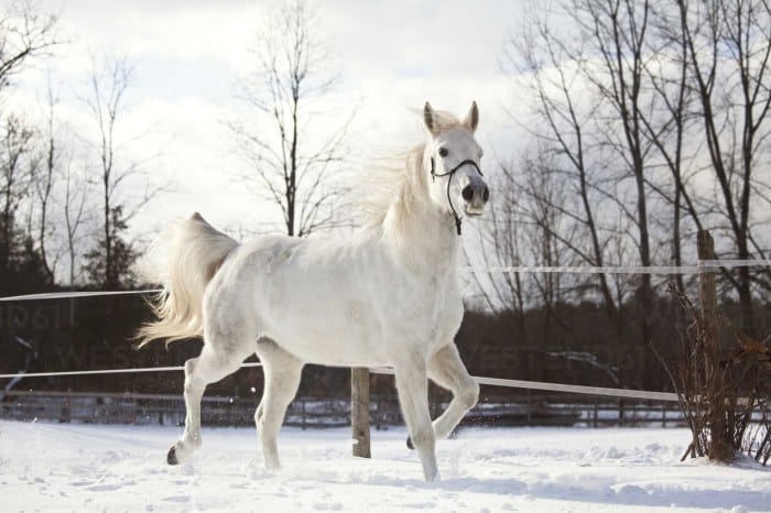 Bílý kůň na sněhu.