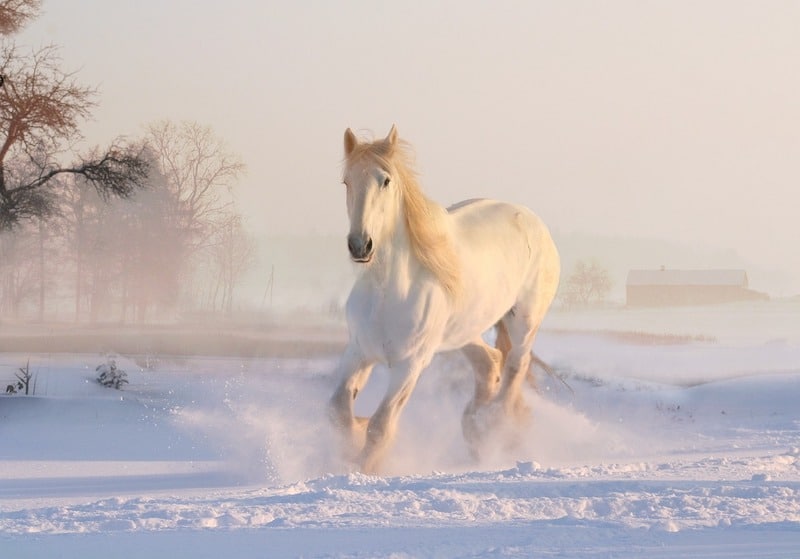 Krásný bílý kůň kluše zasněženou loukou.
