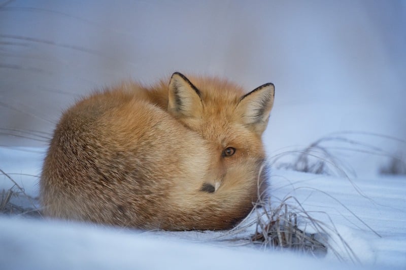 Liška se choulí ve sněhu, jedno oko má přikryté oháňkou.
