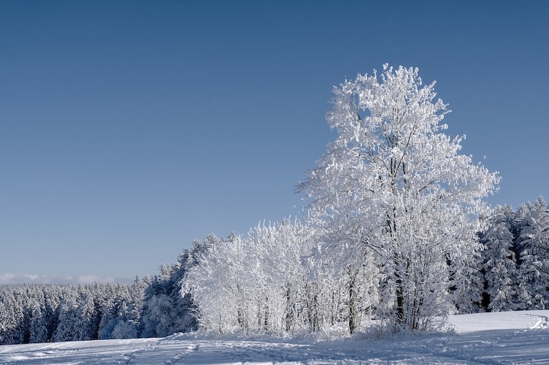 Nádherně omrzlé bílé stromy na louce.