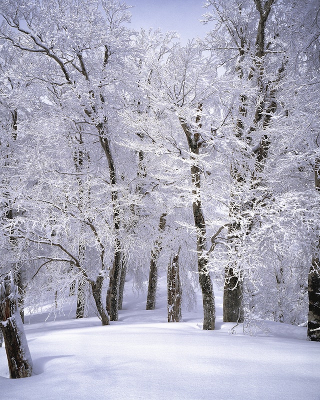 Zasněžený les, jako krásný zimní tapeta na telefon.