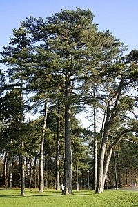 borovice černá zdroj wikipedia.org