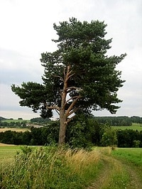 borovice lesný zdroj wikipedia.org