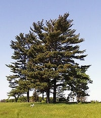 borovice vejmutovka zdroj wikipedia.org