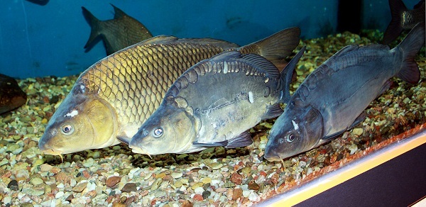 Tři různé druhy kaprů v akváriu
