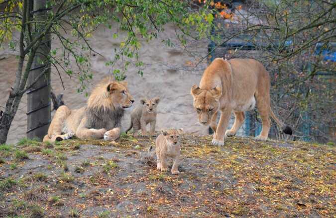 Lví rodinka v ZOO.