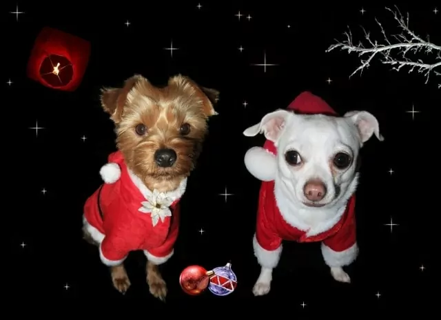 Obrázkové vánoční přání s vtipnými psíky