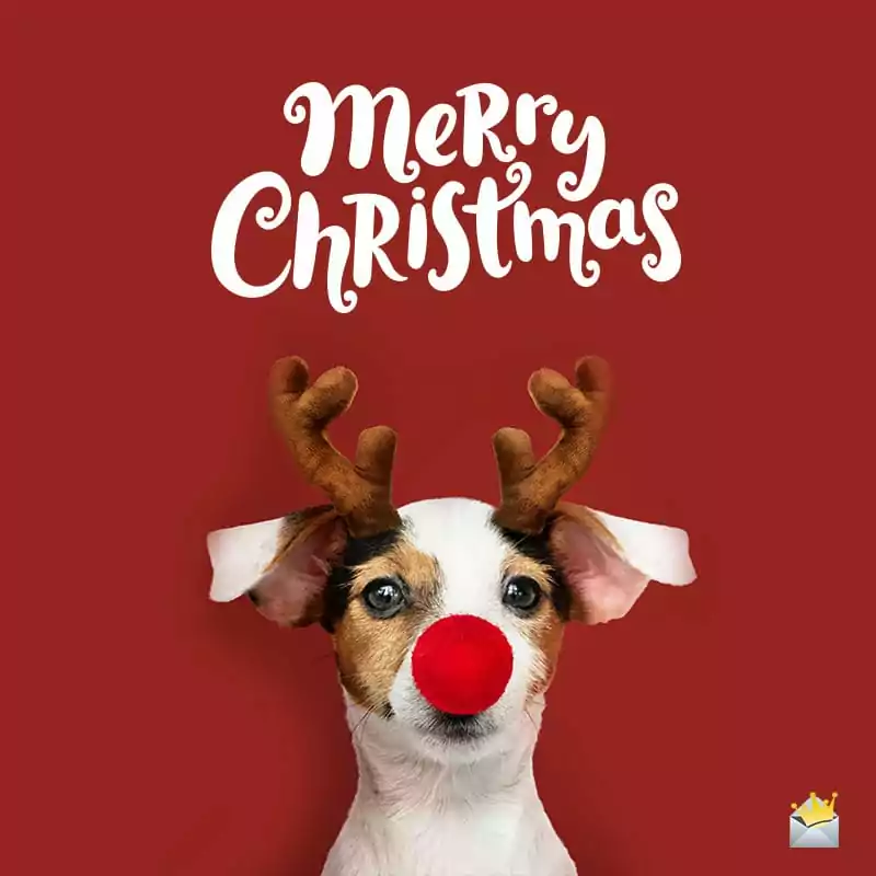 vánoční přání s pejskem, který má sobí parohy a červený nos, jako Rudolf
